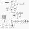 Бактериологическое выделение золотистого стафилококка