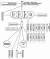 Бактериологическое выделение стрептококка группы А