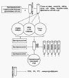 Бактериологическое выделение грибов Candida, Aspergillus