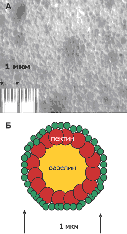 ФИШант-С: А - оптико-волоконное сканирование; Б - схема строения мицеллы