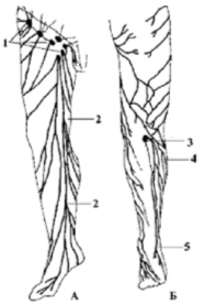 Поверхностные лимфатические сосуды и лимфатические узлы нижней конечности
