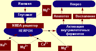 Фуномен эксайтотоксичности и роль ионов магния в его предупреждении