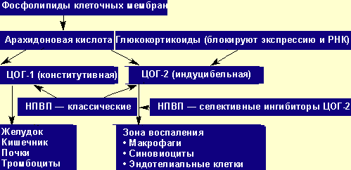 Механизм действия НПВП